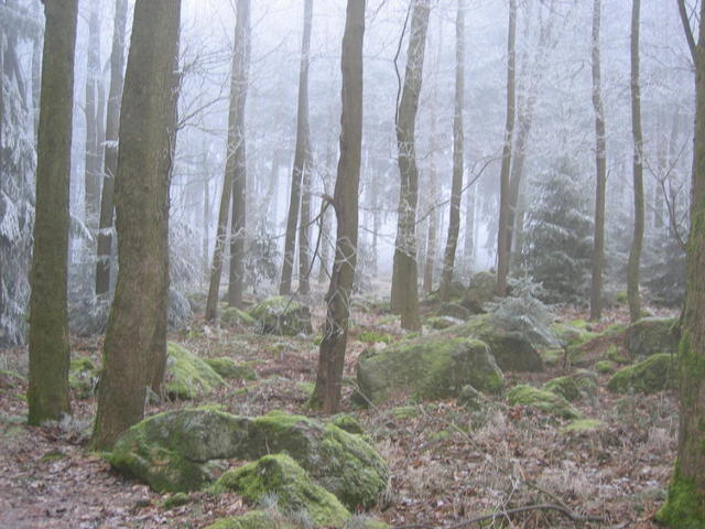 640x480/rauhreif1.jpg