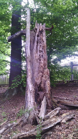 640x480/img_20150529_113125.jpg