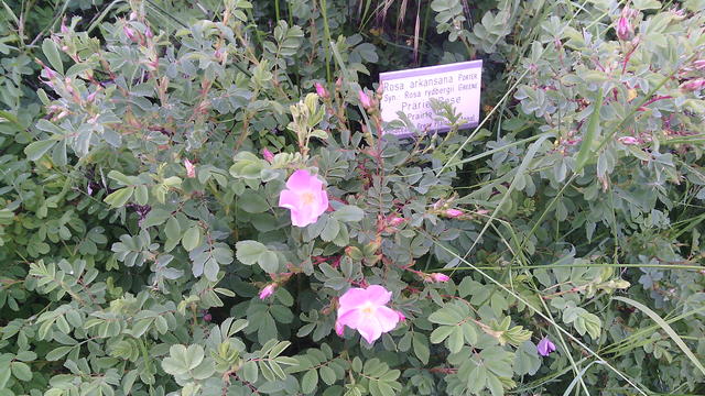640x480/img_20150529_114756.jpg