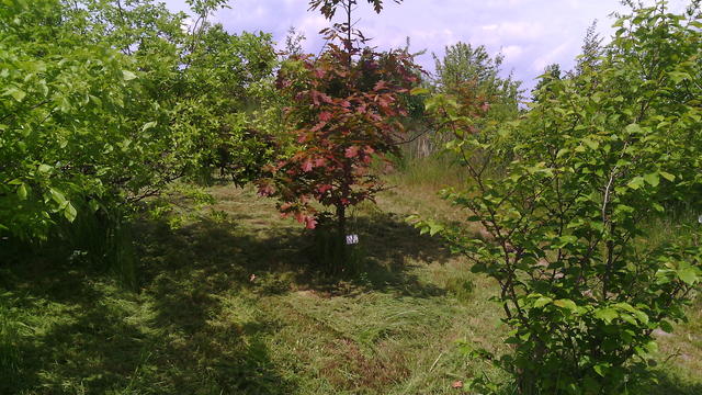 640x480/img_20150529_115354.jpg