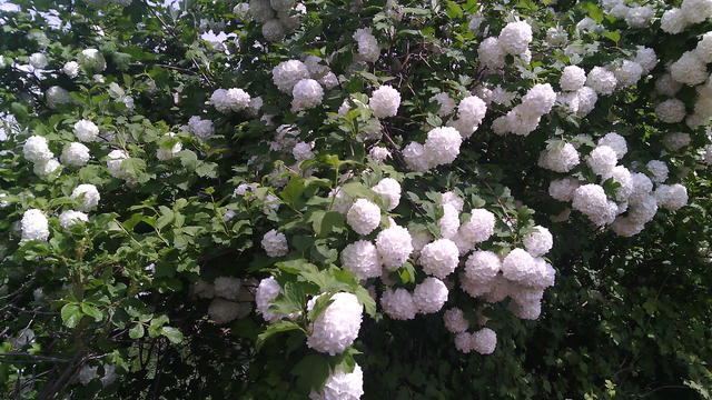640x480/img_20150529_123618.jpg