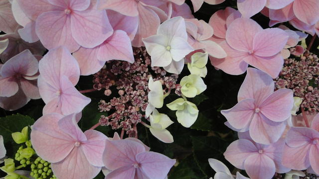 640x480/dsc02321.jpg
