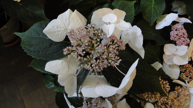 640x480/dsc02332.jpg