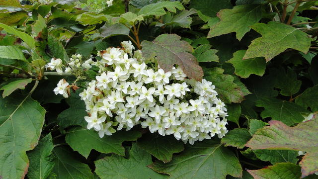 640x480/dsc02368.jpg