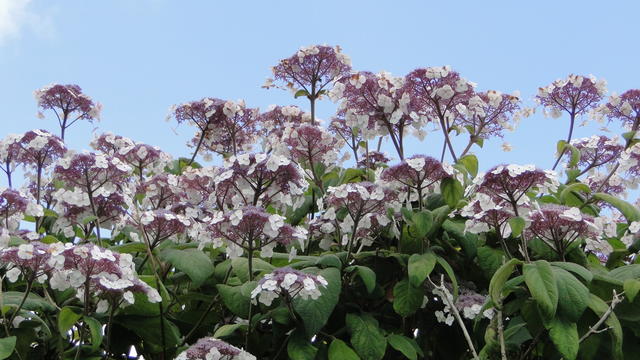 640x480/dsc02370.jpg
