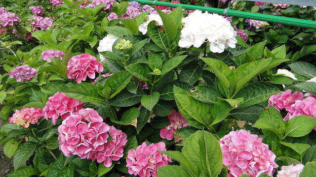 640x480/dsc02389.jpg