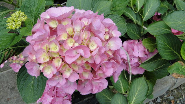640x480/dsc02390.jpg