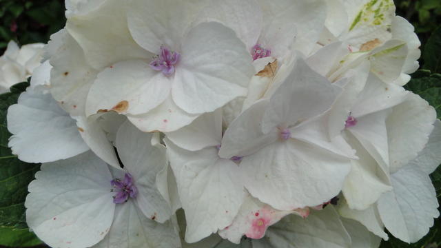 640x480/dsc02394.jpg