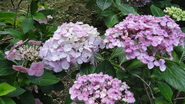 640x480/dsc02396.jpg