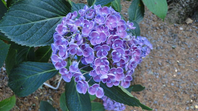 640x480/dsc02399.jpg