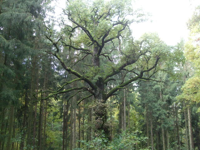 640x480/dscf3511.jpg