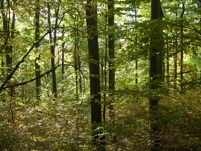 640x480/dscf3518.jpg