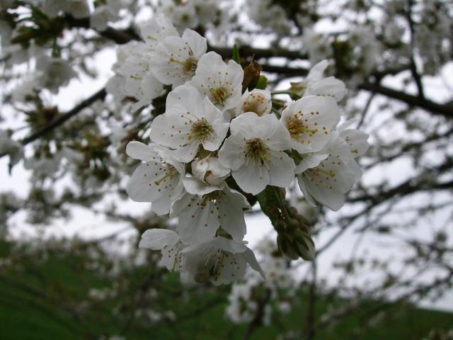 640x480/dscf4185.jpg