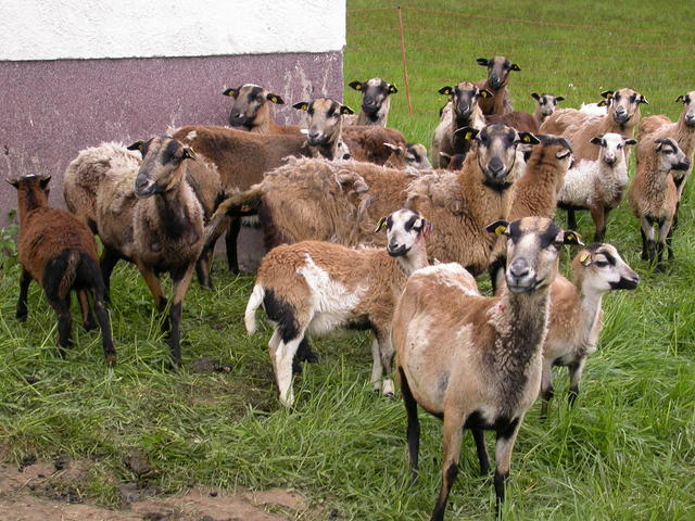 640x480/dscn3601.jpg