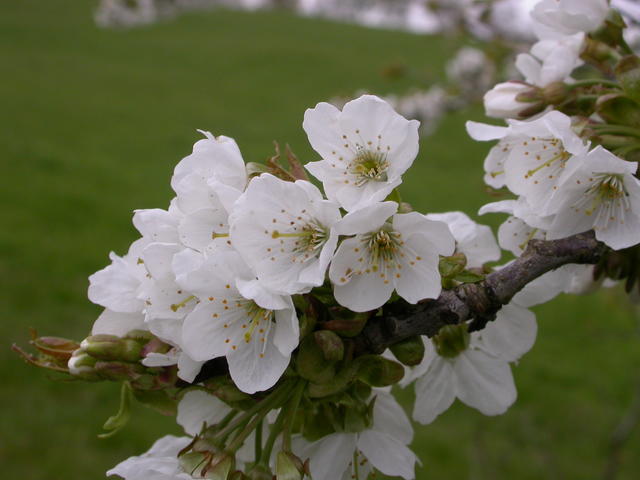 640x480/dscn3603.jpg