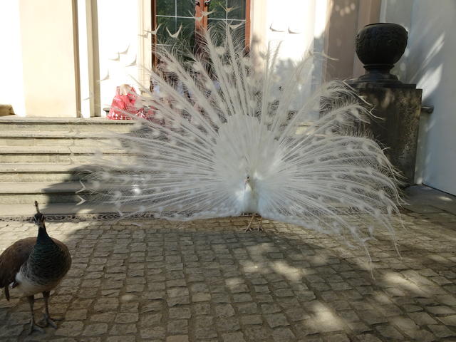 640x480/dsc03835.jpg