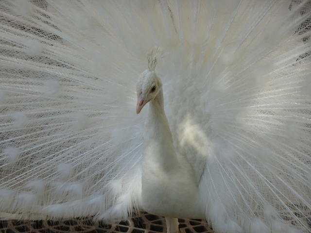 640x480/dsc03838.jpg