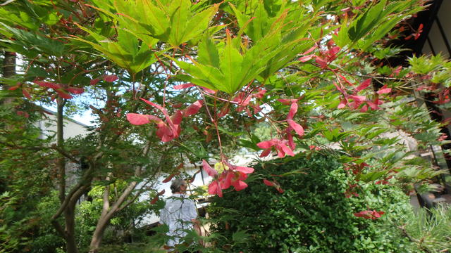 640x480/p6196988.jpg