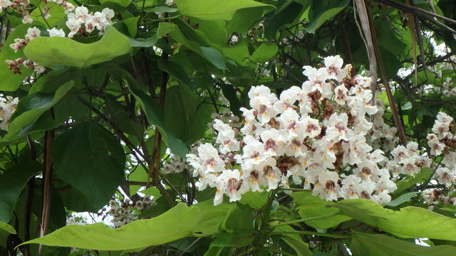 640x480/p6217340.jpg