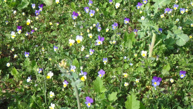 640x480/p4262038.jpg