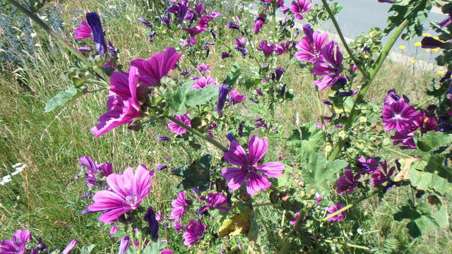 640x480/p6242529.jpg