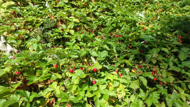 640x480/p6252648.jpg