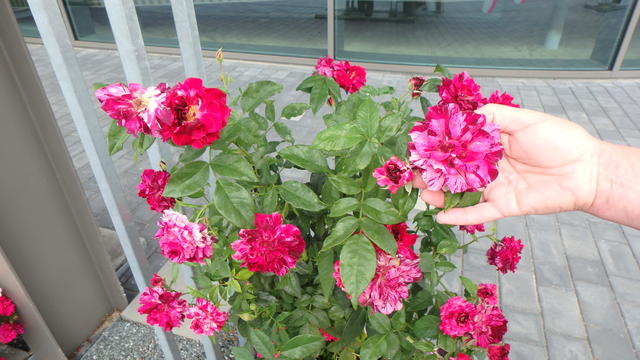 640x480/p7052912.jpg