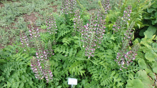 640x480/p7052932.jpg