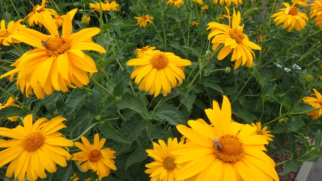 640x480/p7052936.jpg