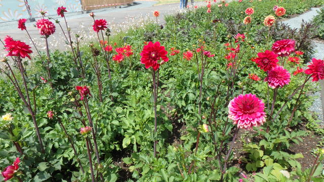 640x480/p7052943.jpg