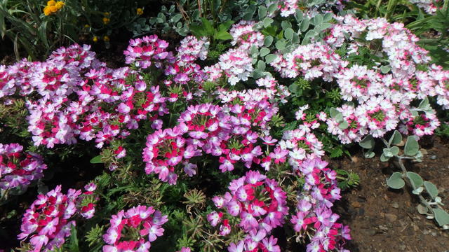 640x480/p7053017.jpg