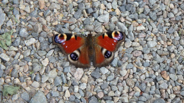 640x480/p7053043.jpg