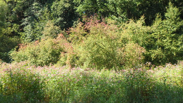640x480/p8231647.jpg