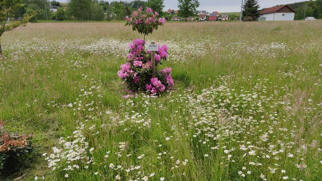 640x480/IMG_20200605_154852.jpg