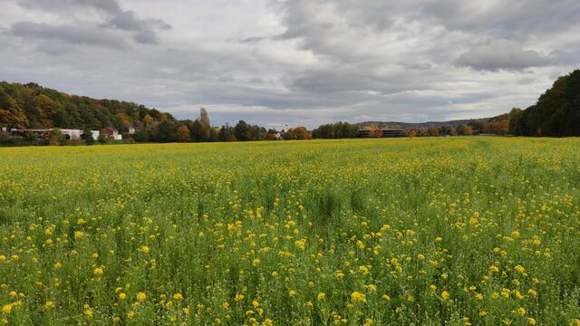 640x480/IMG_20201023_150425.jpg