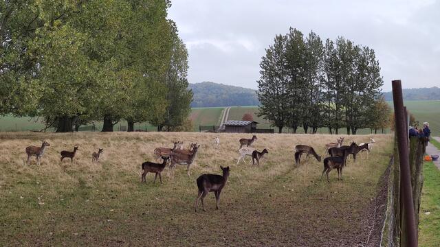 640x480/IMG_20231027_143803.jpg