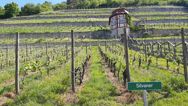 640x480/20240513_Freyburg1.jpg