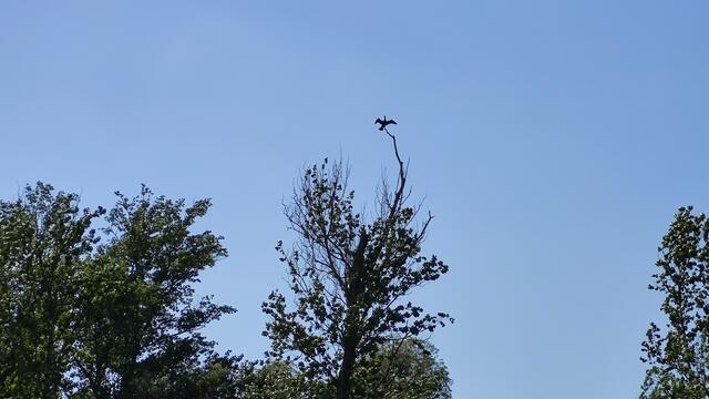 640x480/IMG_20240514_163347.jpg