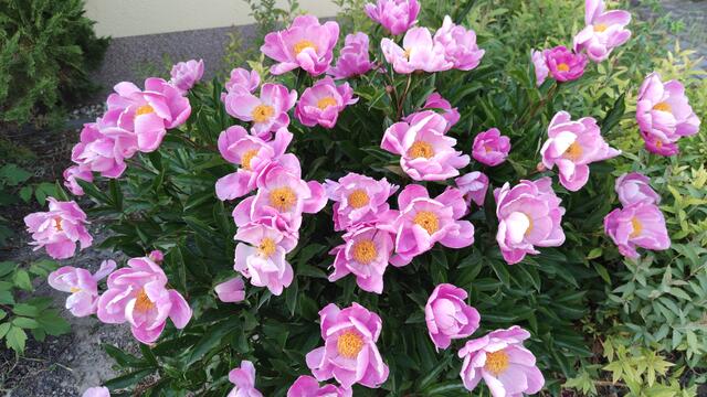 640x480/IMG_20240515_184505.jpg