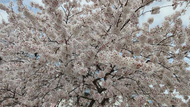 640x480/IMG_20250411_135349.jpg
