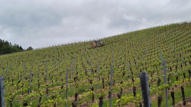 640x480/IMG_20260512_145636.jpg