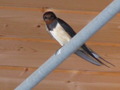 IMG_3477.JPG
