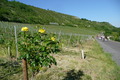 P1060630.JPG