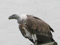 IMG_6097.JPG