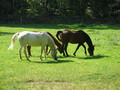 IMG_6153.JPG