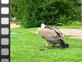 MVI_4001.avi