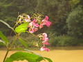 IMG_7272.JPG