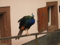 IMG_7278.JPG