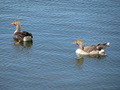 IMG_2212.JPG