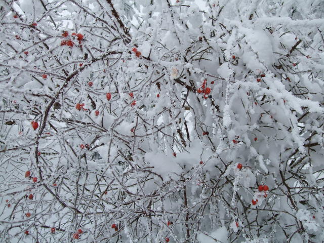 640x480/dscf8835.jpg